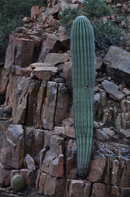 Cottonwood Canyon Trail 